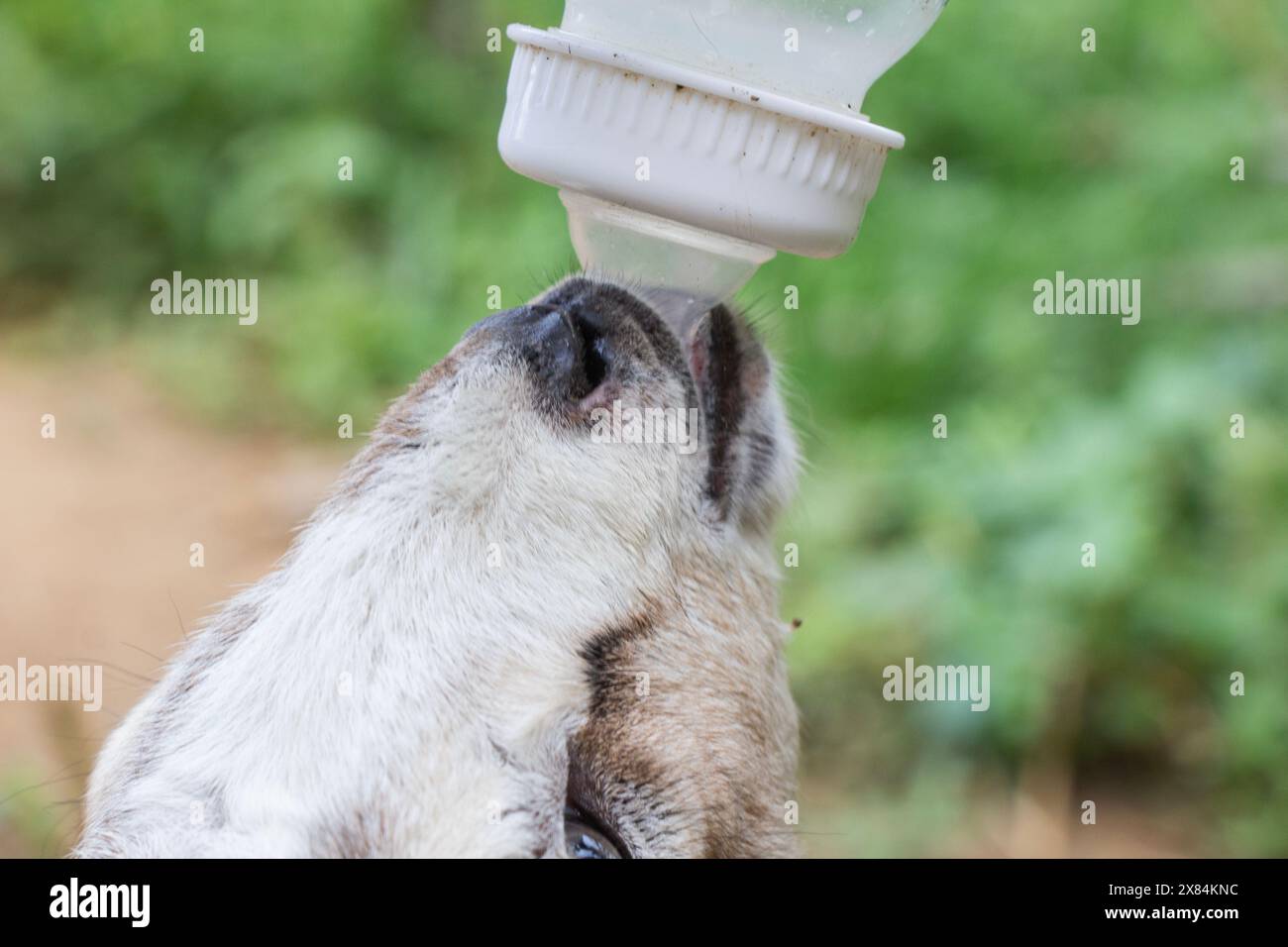 la giovane capra sta bevendo latte collegato da una bottiglia di plastica Foto Stock