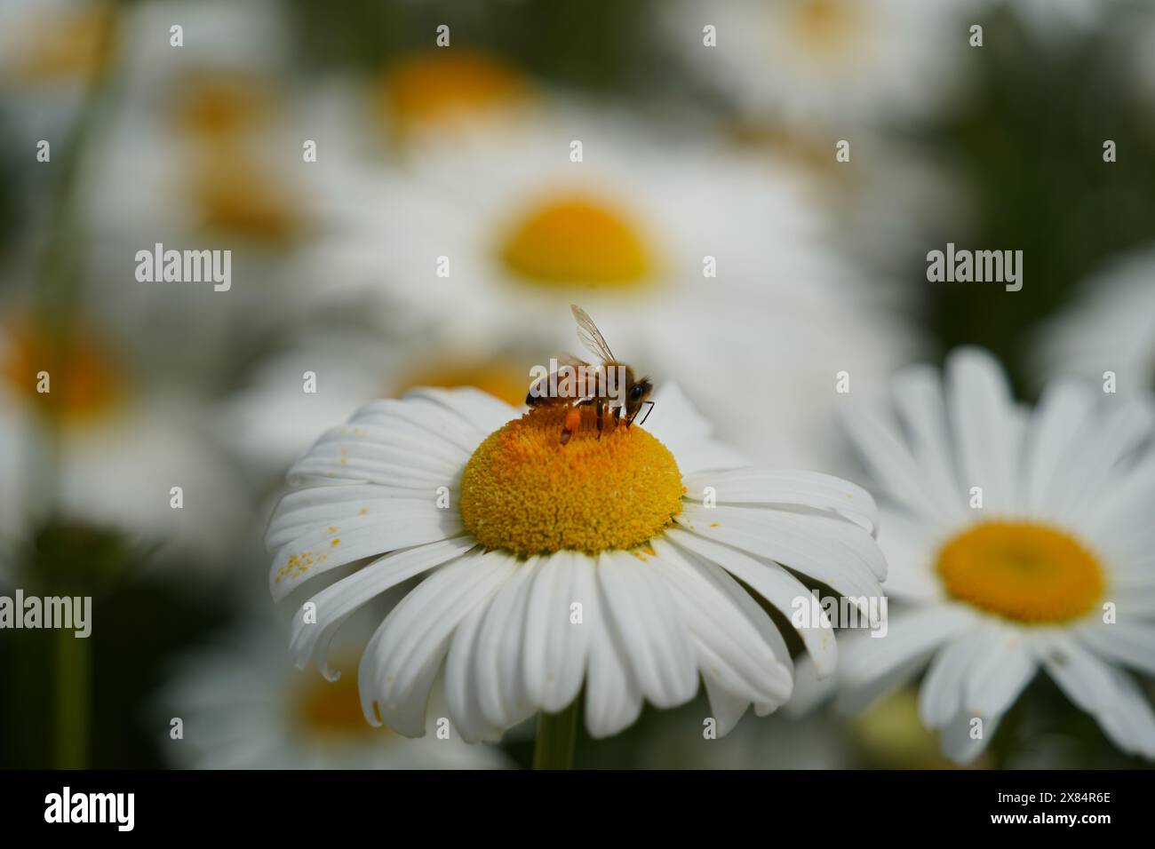 Un'ape sta raccogliendo miele su un fiore di margherita in fiore Foto Stock