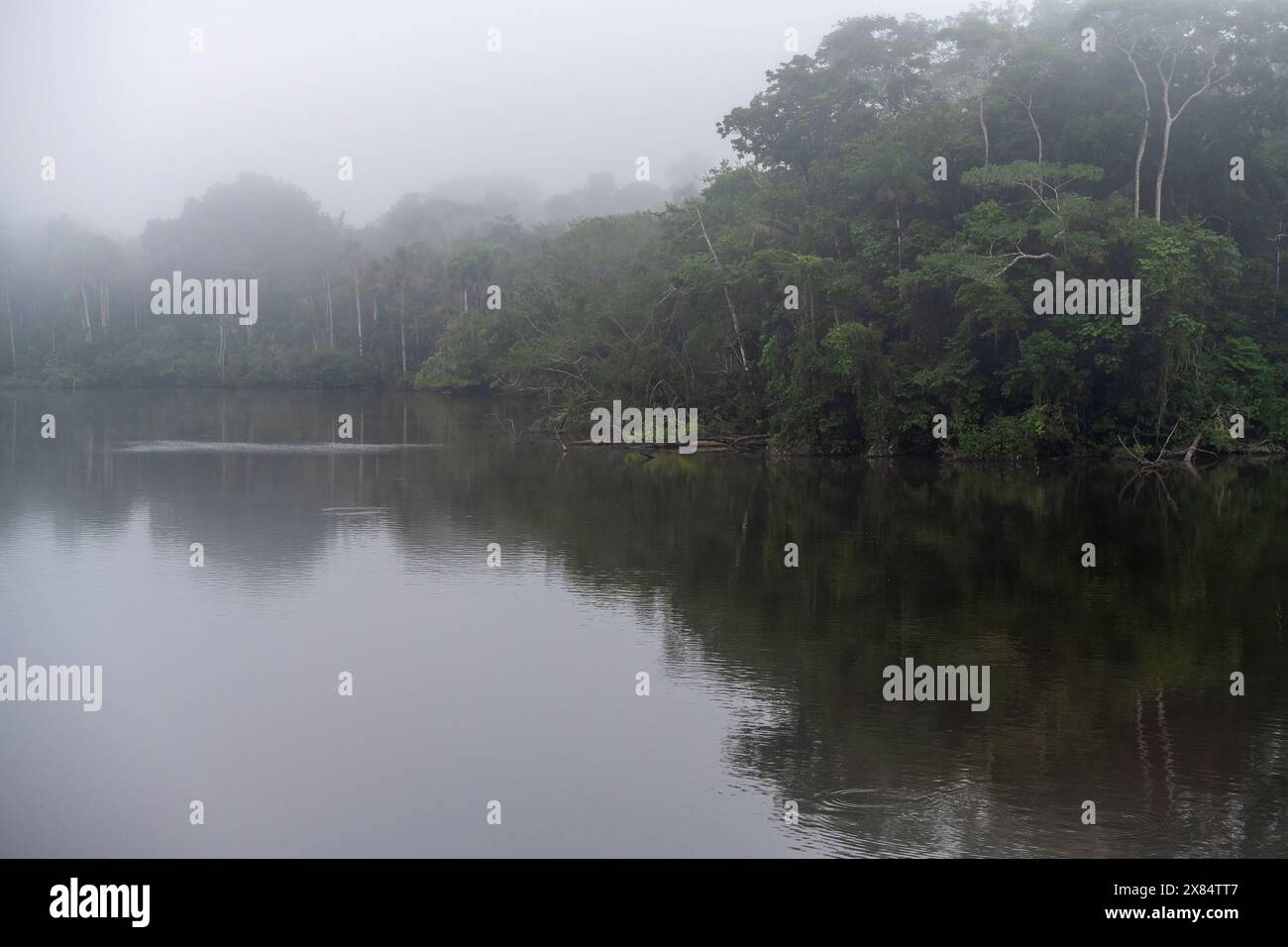 Rio delle Amazzoni e foresta pluviale, Sud America. Foto Stock