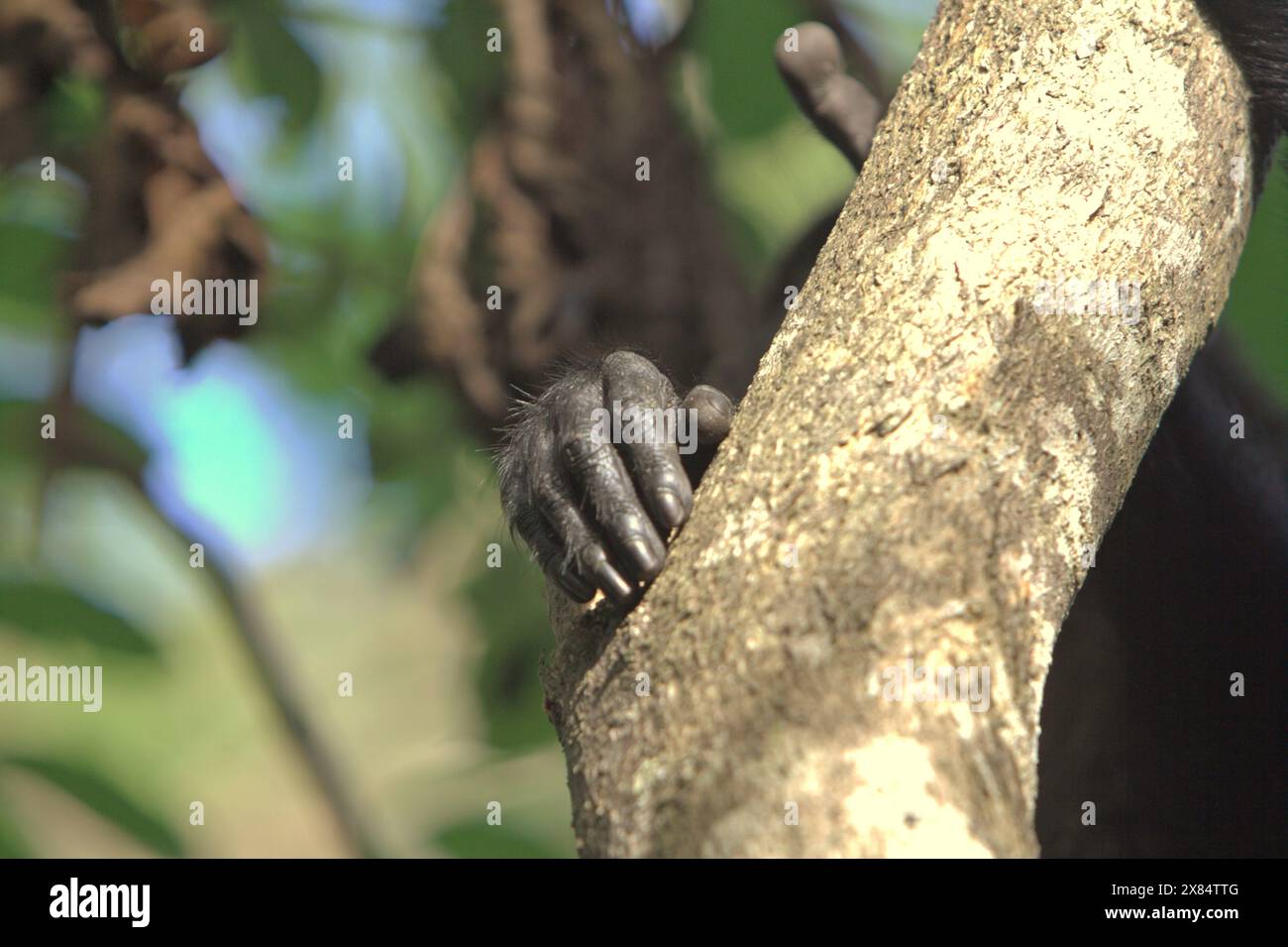 Le dita di un macaco nero crestato (Macaca nigra) sono fotografate su un ramo di albero, mentre riposa nella foresta di Tangkoko, Sulawesi settentrionale, Indonesia. Foto Stock