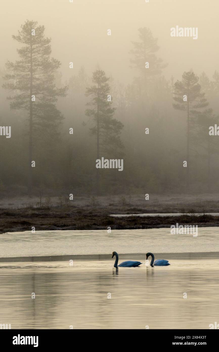 Un paio di cigni Whooper su un lago con alberi in uno sfondo nebbioso Foto Stock
