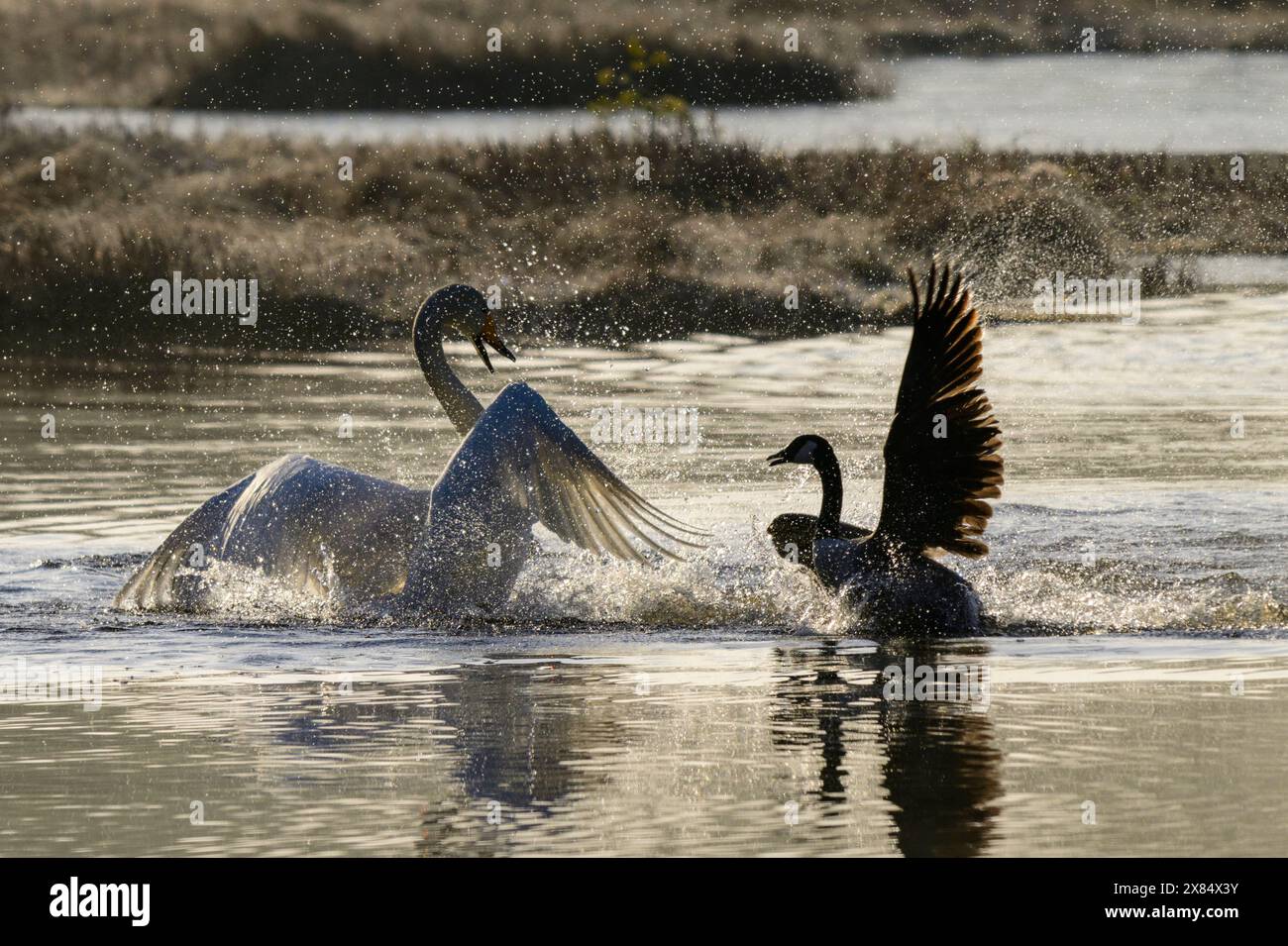 Whooper Swan combatte con un'oca canadese con ali battenti e spruzzi d'acqua Foto Stock