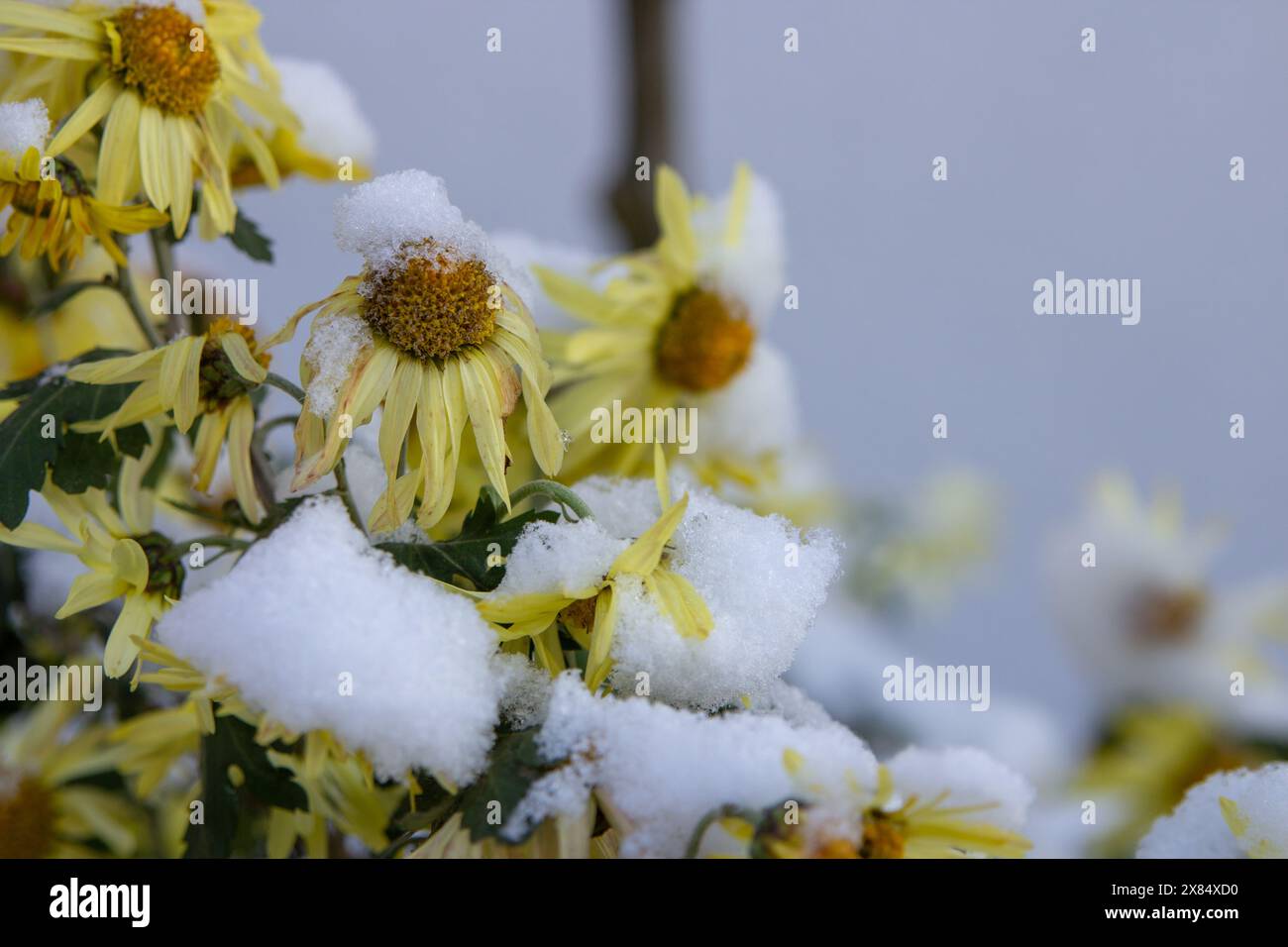 Crisantemi gialli sulla neve. Giardino d'inverno. Foto Stock