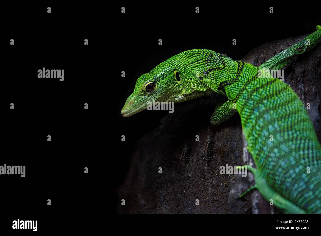 Monitor di smeraldo, Varanus prasinus, su sfondo scuro con spazio per il testo. Questa lucertola arborea è velenosa ed endemica della nuova Guinea e del su Foto Stock