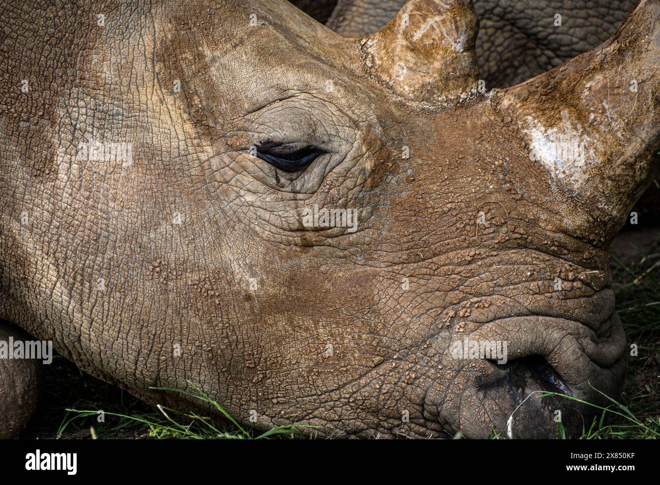 Macroconsistenza della pelle di un rinoceronte Foto Stock