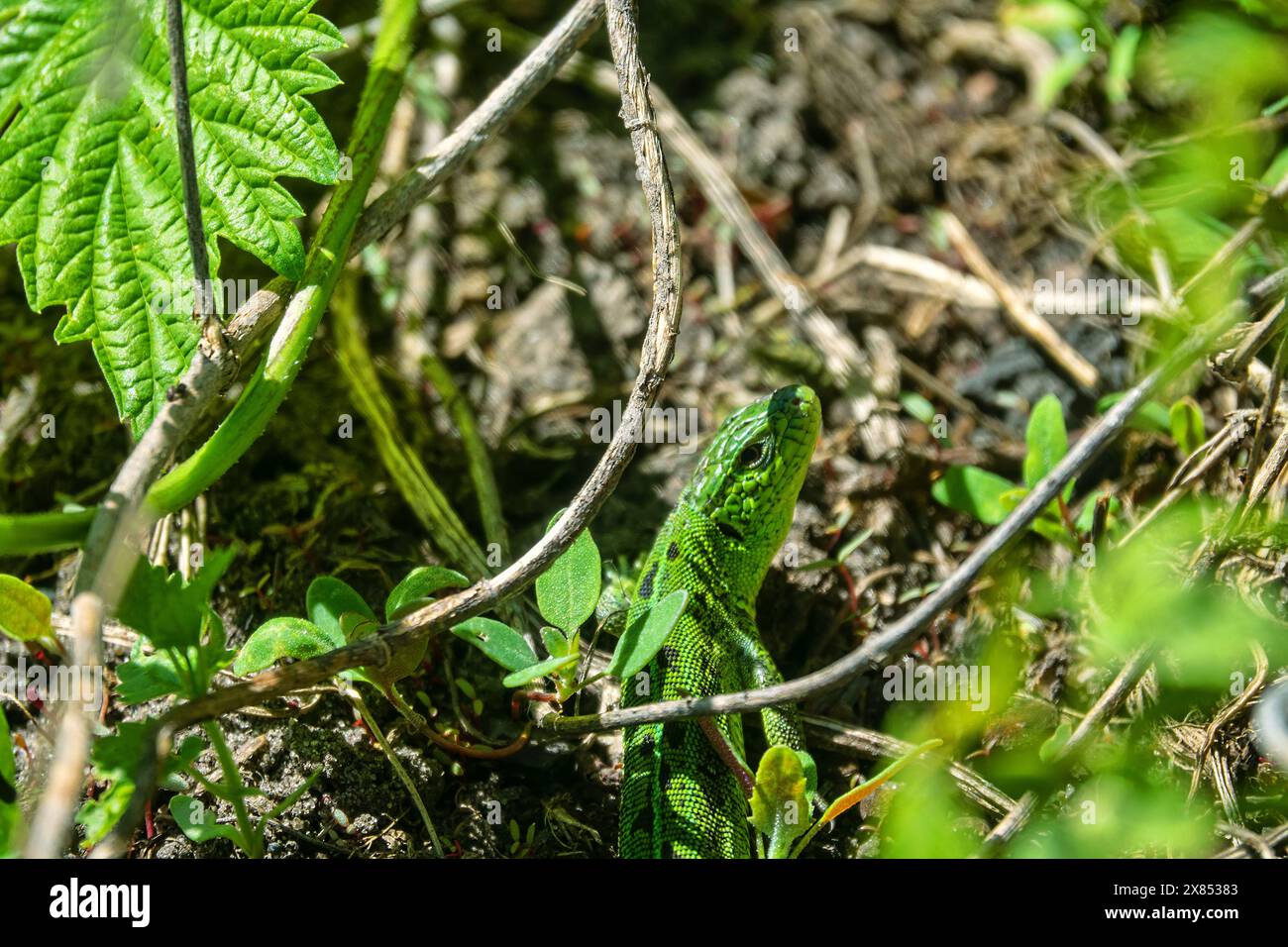 Lucertola smeraldo (Lacerta viridis), maschio. La lucertola si nascose nella vegetazione. Il corso medio del fiume Don, Russia. Dune coperte di vegetazione - il b Foto Stock