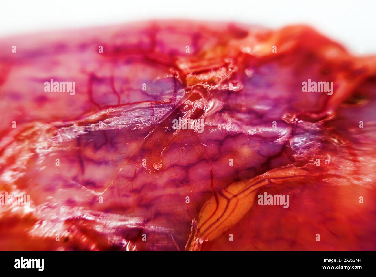 Anatomia dei pesci. Pike (Esox lucius). Il parenchima epatico è diviso in lobuli e coperto da una membrana fibrosa. Digestivo, metabolico e Protect Foto Stock