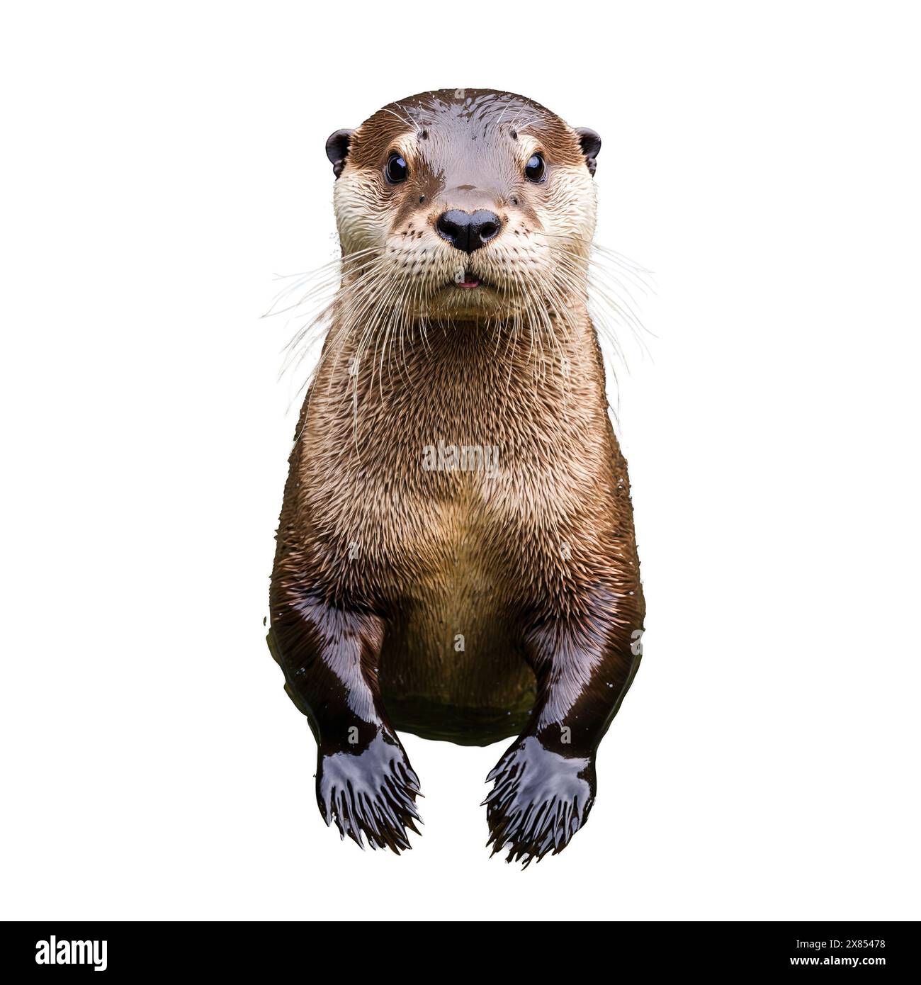 Giocosa lontra di fiume Lontra canadensis che nuota aggraziatamente la pelliccia marrone ha sbattuto il viso fotografia di animali Foto Stock