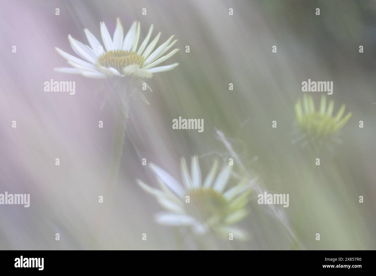 Coneflowers (Echinacea) con petali bianchi in piena fioritura con primo piano sfocato e sfondo - atmosfera onirica e nebulosa, effetto acquerello, Foto Stock