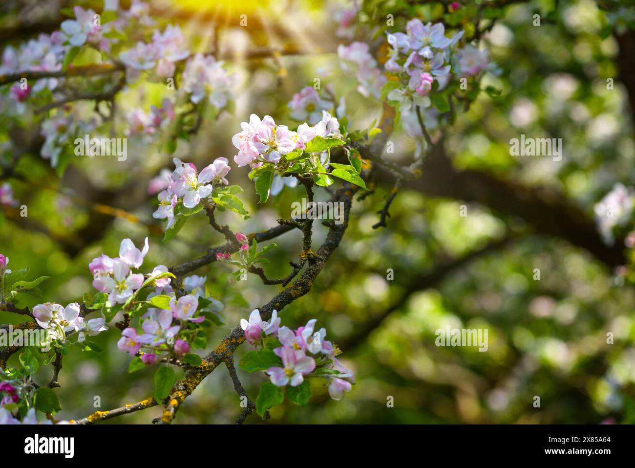Fiori di mela su sfondo verde naturale. Sfondo naturale Foto Stock