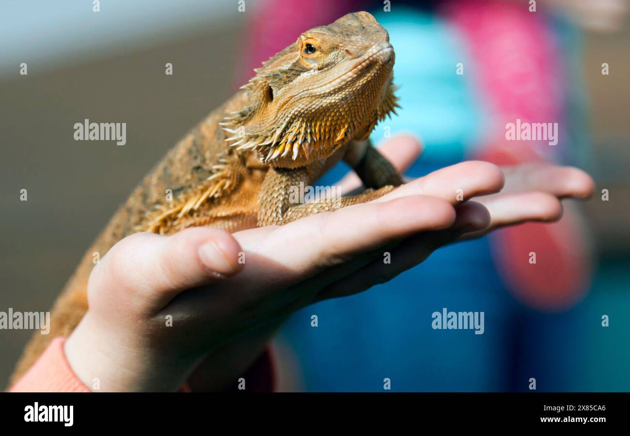 Primo piano di un drago barbuto, parte del Red Desert Rettiles Show, a Yulara, Northern Territory, Australia Foto Stock