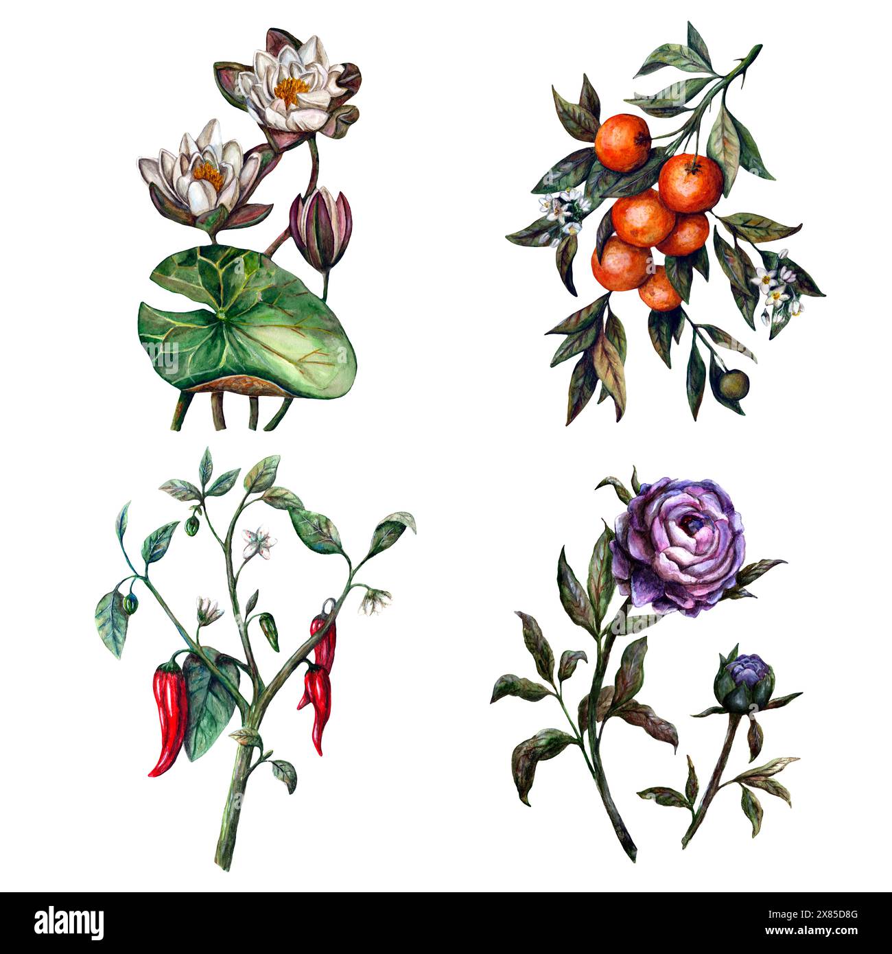 Ci sono quattro diverse varietà di piante e fiori esposti su uno sfondo bianco, caratterizzato da una combinazione di rose, fichi d'India e altri arbusti fioriti Foto Stock