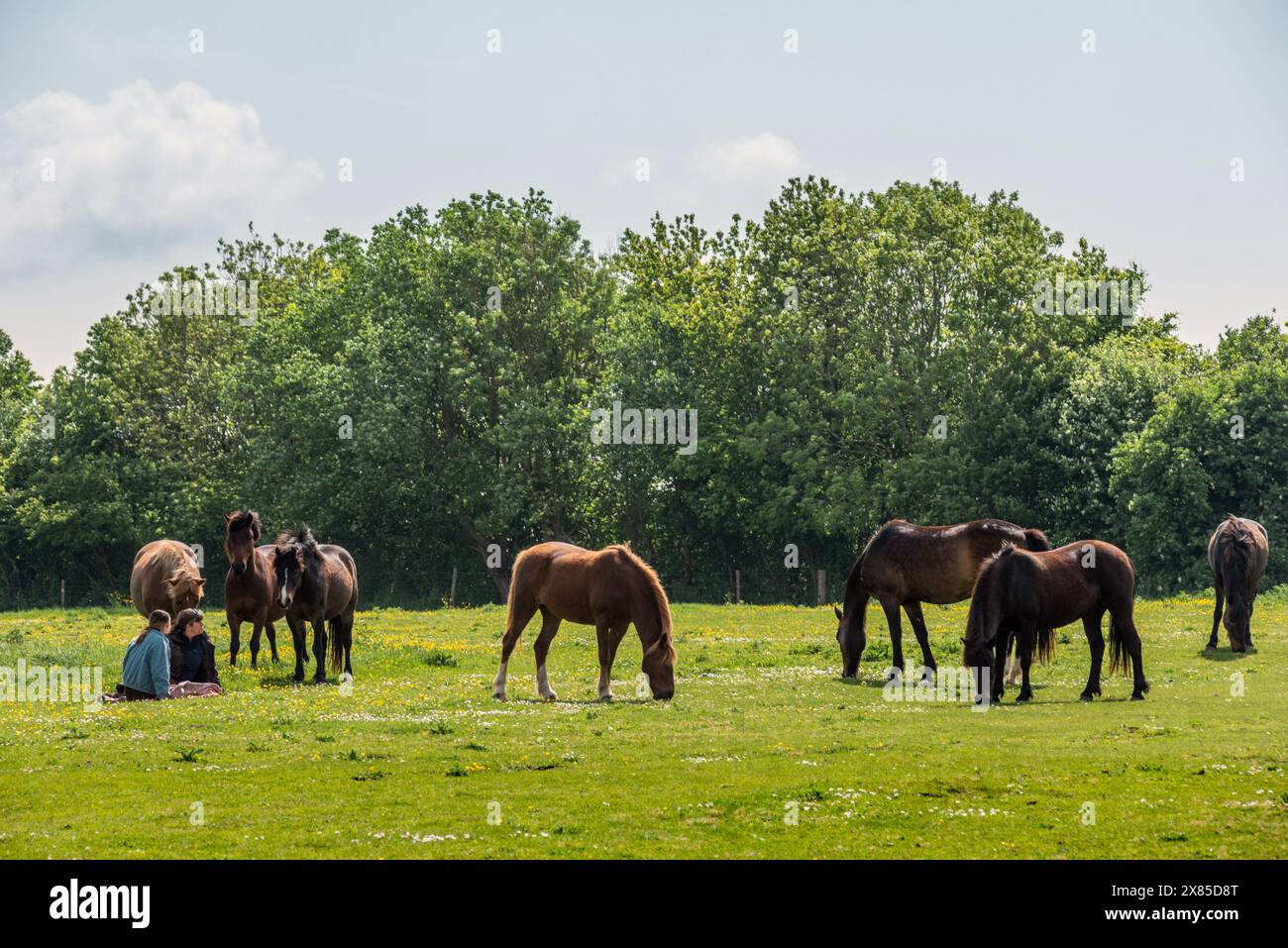 Brighton, 23 maggio 2024: Un paio di picnic circondati da pony al sole primaverile sulle South Downs vicino Brighton questa mattina crediti: Andrew Hasson/Alamy Live News Foto Stock