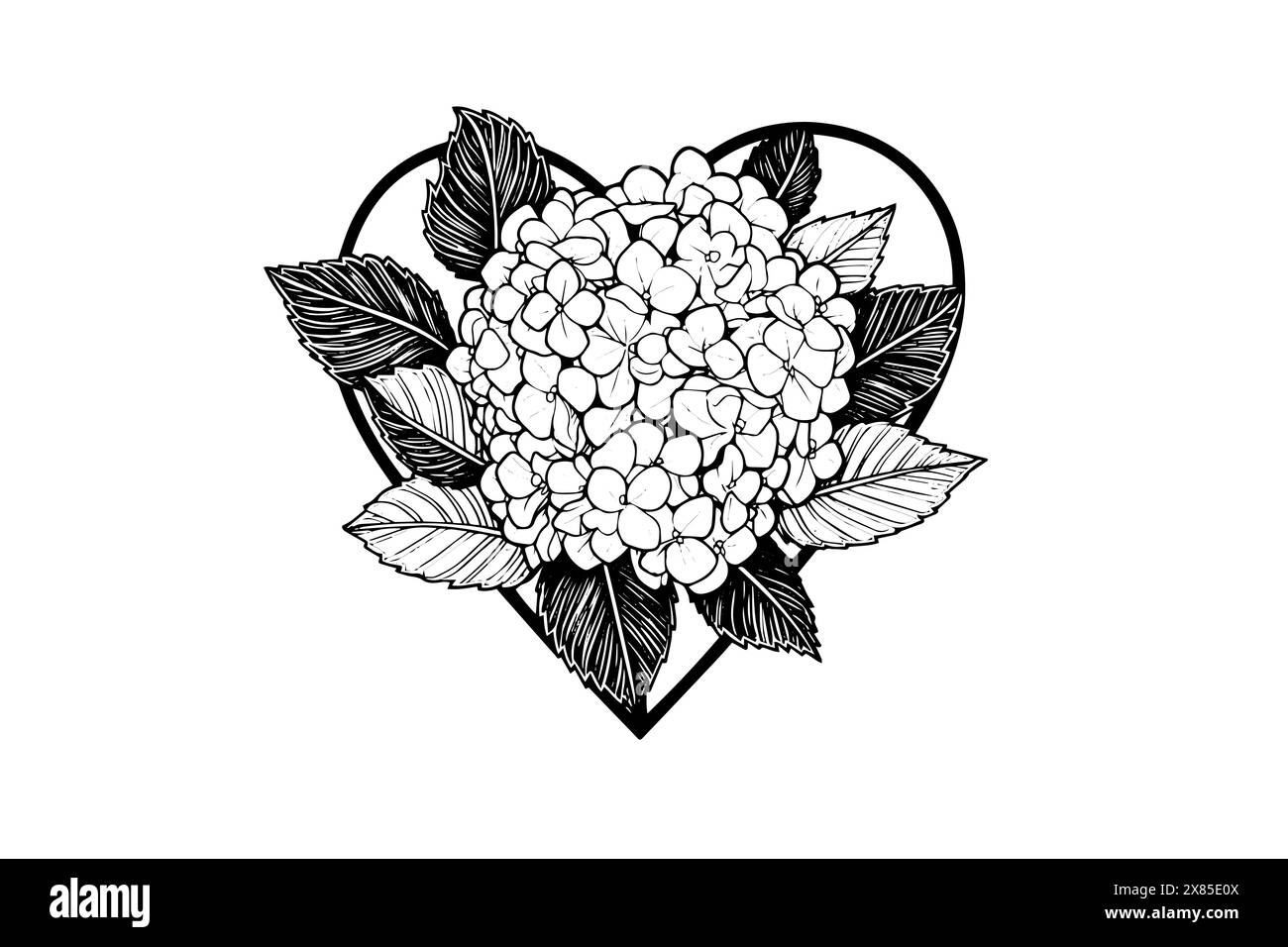 Disegno a inchiostro disegnato a mano fiori di ortensia a forma di cuore. Illustrazione vettoriale in stile incisione. Illustrazione Vettoriale Disegno a inchiostro disegnato a mano fiori di ortensia a forma di cuore. Illustrazione vettoriale in stile incisione. Illustrazione Vettoriale