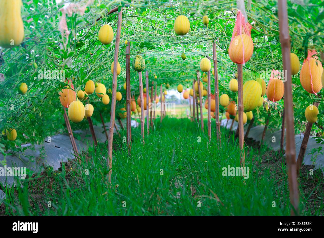 melone giallo biologico fresco nella fattoria Foto Stock