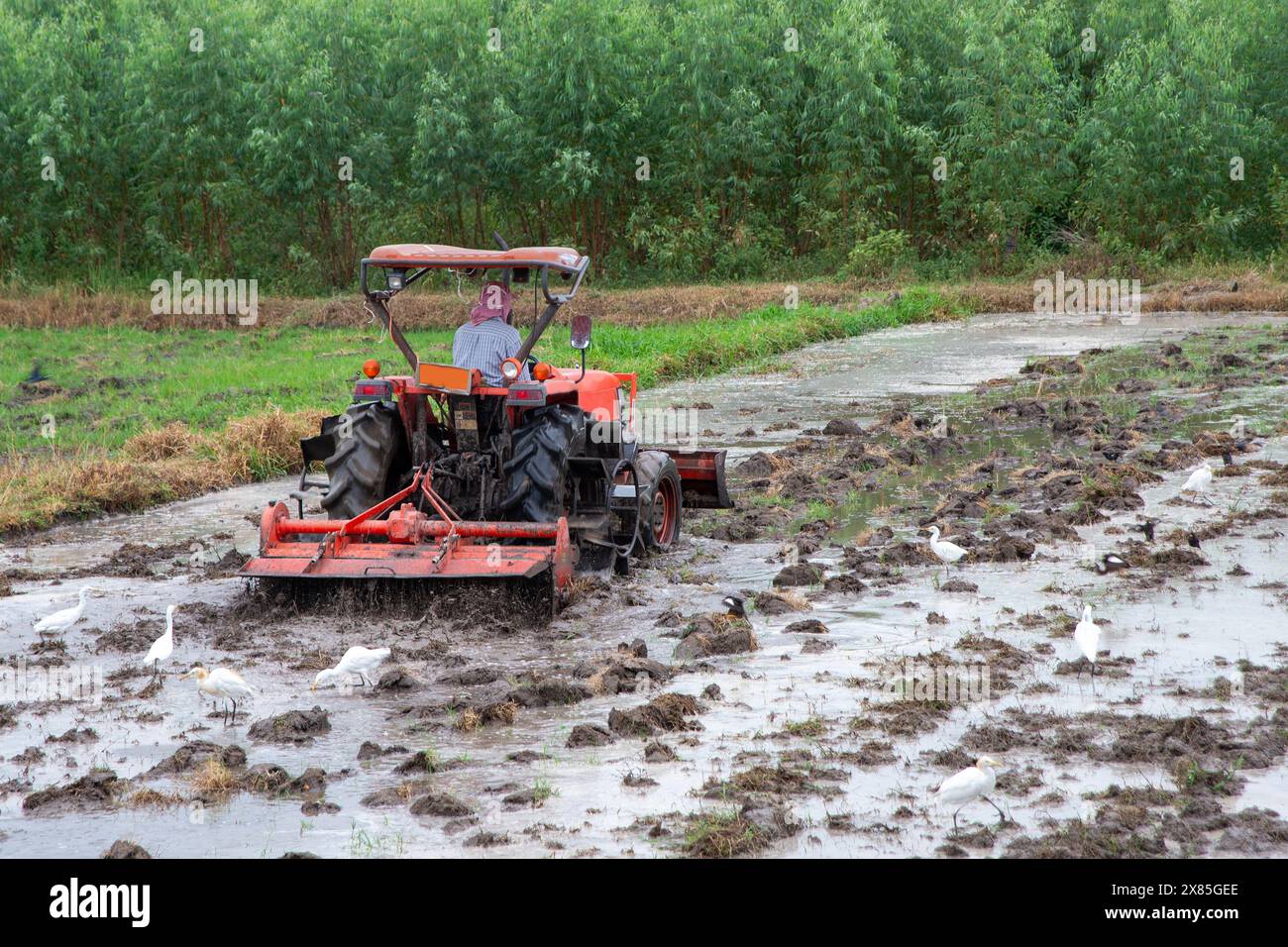 Lo stile di vita degli agricoltori in Asia durante la stagione delle piantagioni vede gli agricoltori guidare trattori per preparare la terra per la piantagione del riso. Gli uccelli usavano questo tempo per pinnare Foto Stock