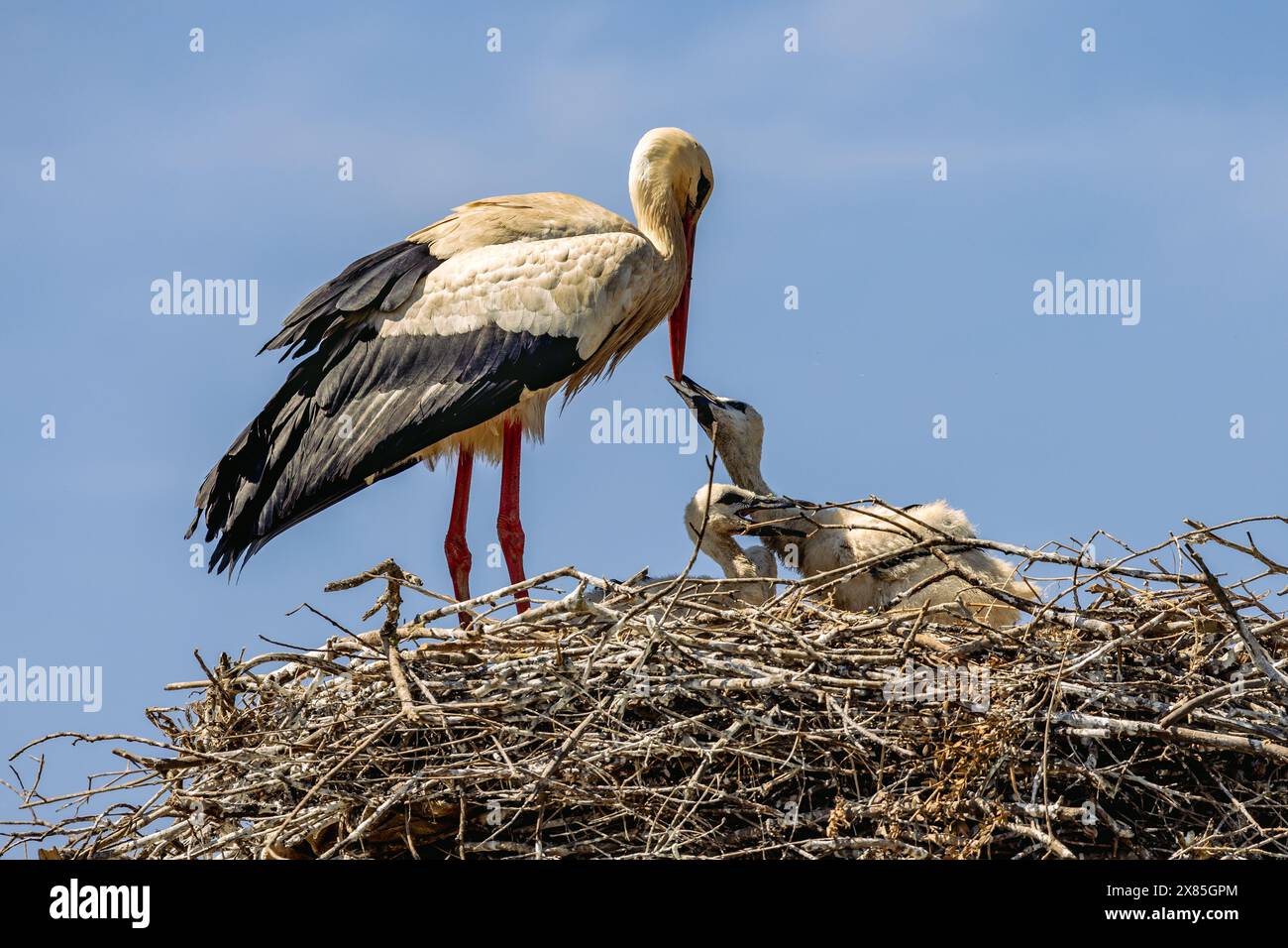 Cicogna bianca (Ciconia ciconia) con pulcini nel nido vicino a Lagos, Algarve, Portogallo Foto Stock