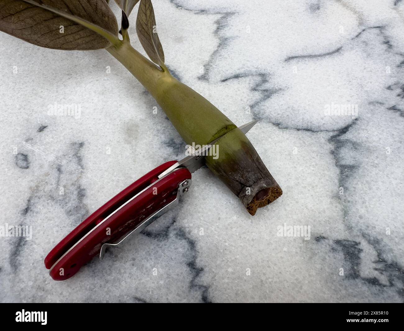 Taglio di una parte dello stelo danneggiata da uno stelo ZZ con un coltello Foto Stock
