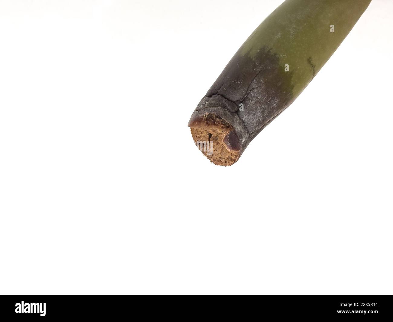 Stelo danneggiato di un impianto Zamioculcas Zamiifolia isolato su sfondo bianco Foto Stock