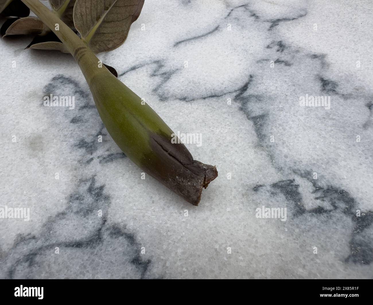 Stelo danneggiato di un impianto Zamioculcas Zamiifolia isolato su fondo in marmo Foto Stock
