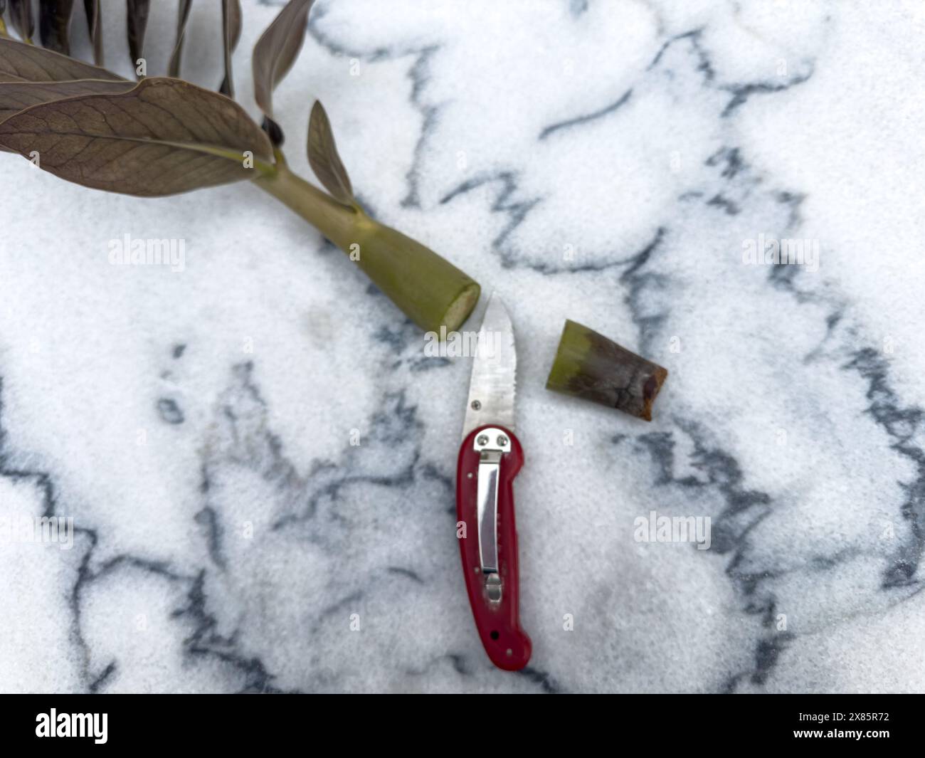 Rimosso la parte marcio dello stelo per la coltivazione di una nuova pianta Foto Stock