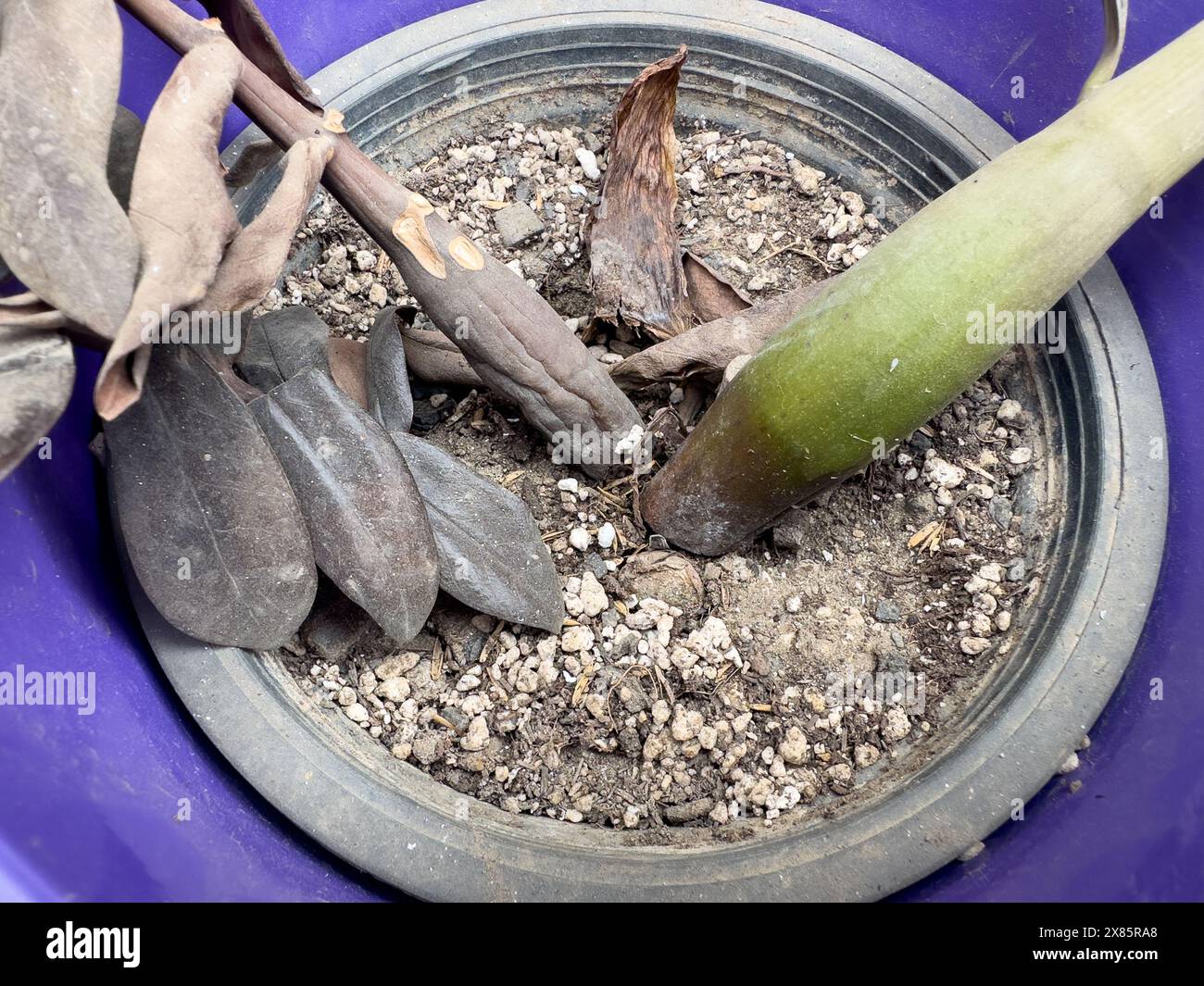 Primo piano dello stelo danneggiato dalle piante Black ZZ Foto Stock