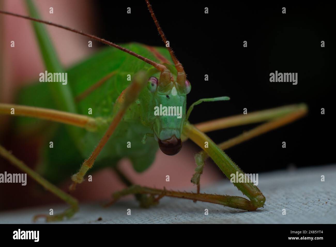 Primo piano di un cespuglio verde morente o di un Meconema thalassinum Foto Stock