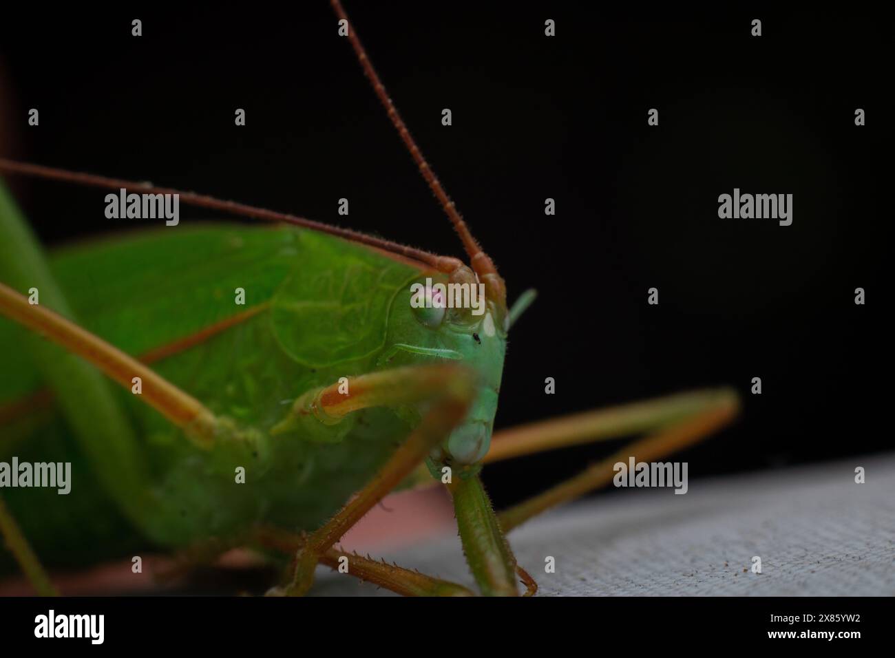 Primo piano di un cespuglio verde morente o di un Meconema thalassinum Foto Stock
