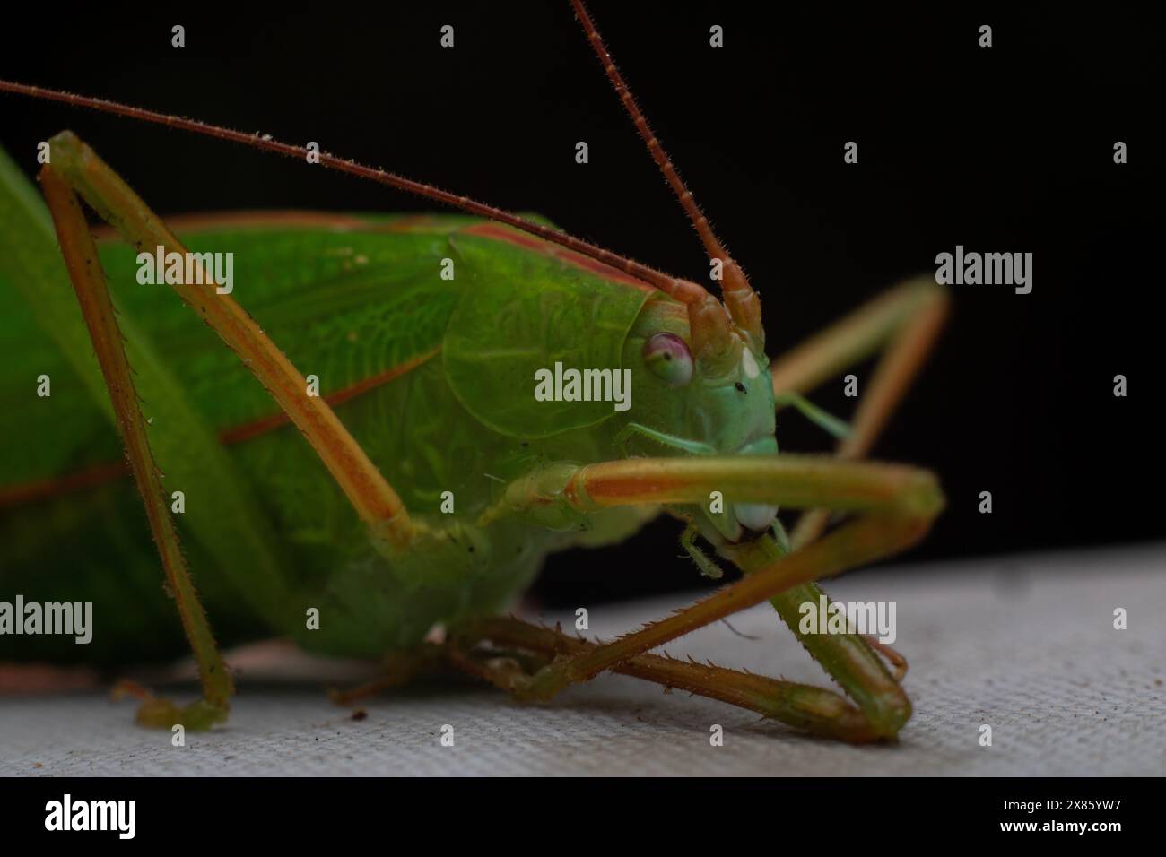 Primo piano di un cespuglio verde morente o di un Meconema thalassinum Foto Stock