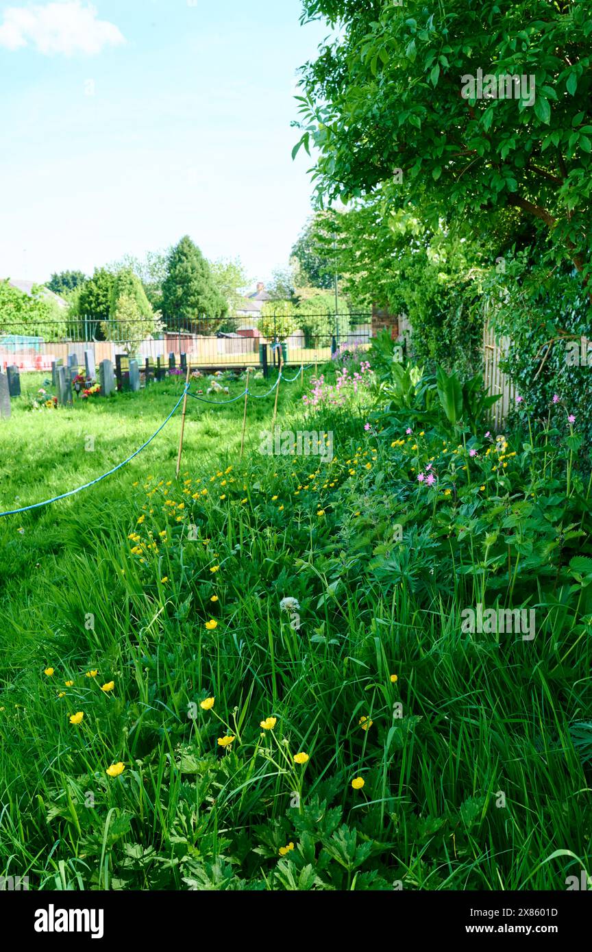 Delimitata dall'area del cimitero per consentire la crescita di fiori selvatici Foto Stock