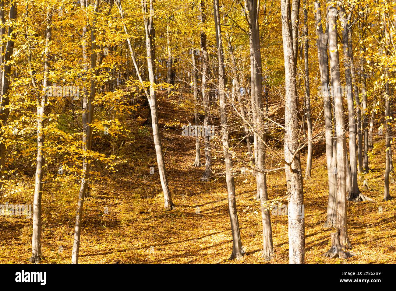 Alberi e foglie della foresta autunnale. Cattura l'atmosfera serena e tranquilla dell'autunno. Foto Stock