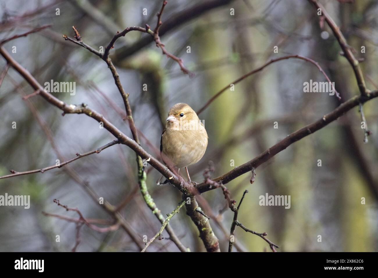 Common Chafinch arroccato su un ramoscello, Contea di Durham, Inghilterra. Foto Stock