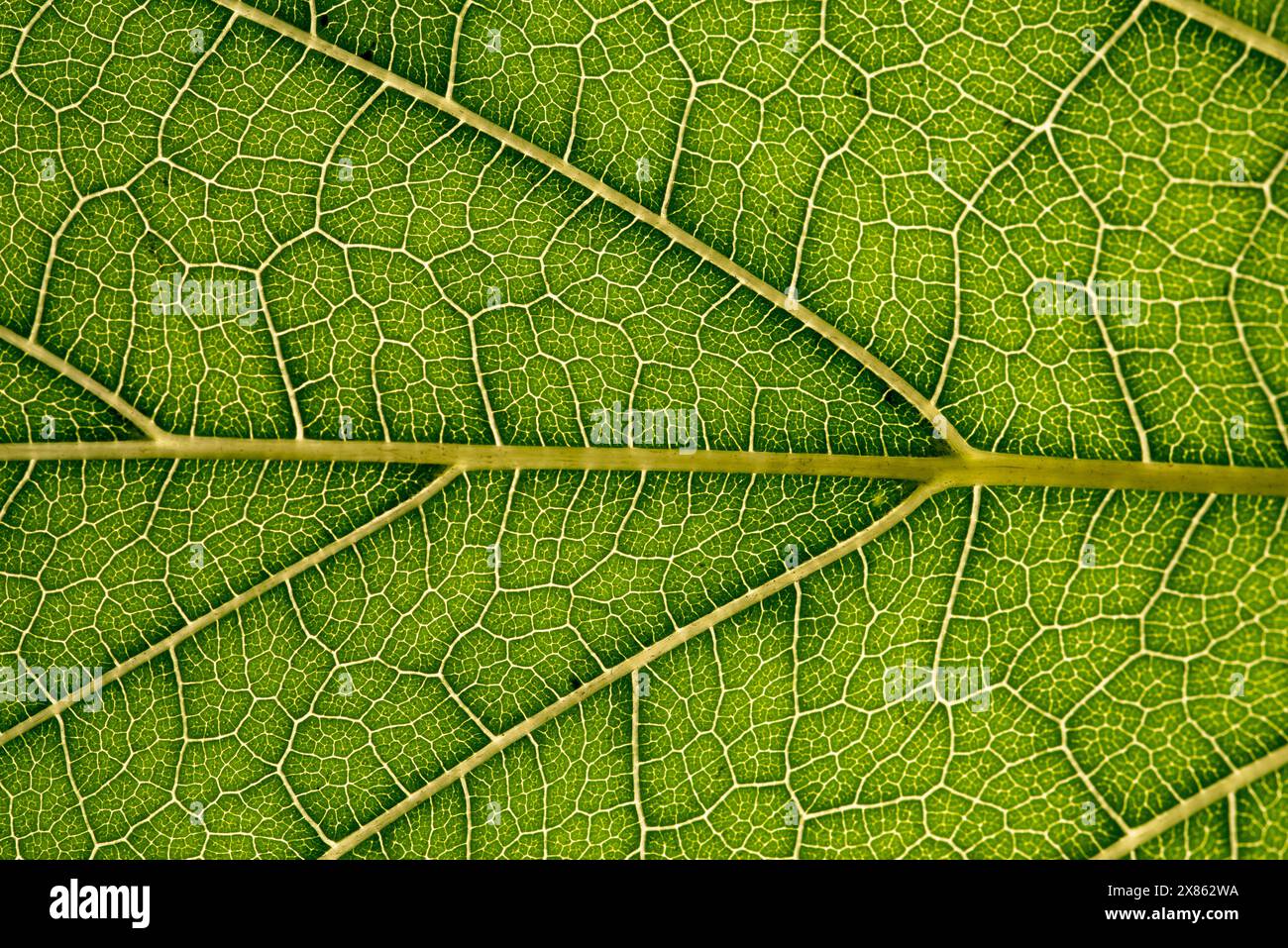 Primo piano di foglia verde, trama vena foglia, sfondo di foglia verde, foto macro Foto Stock