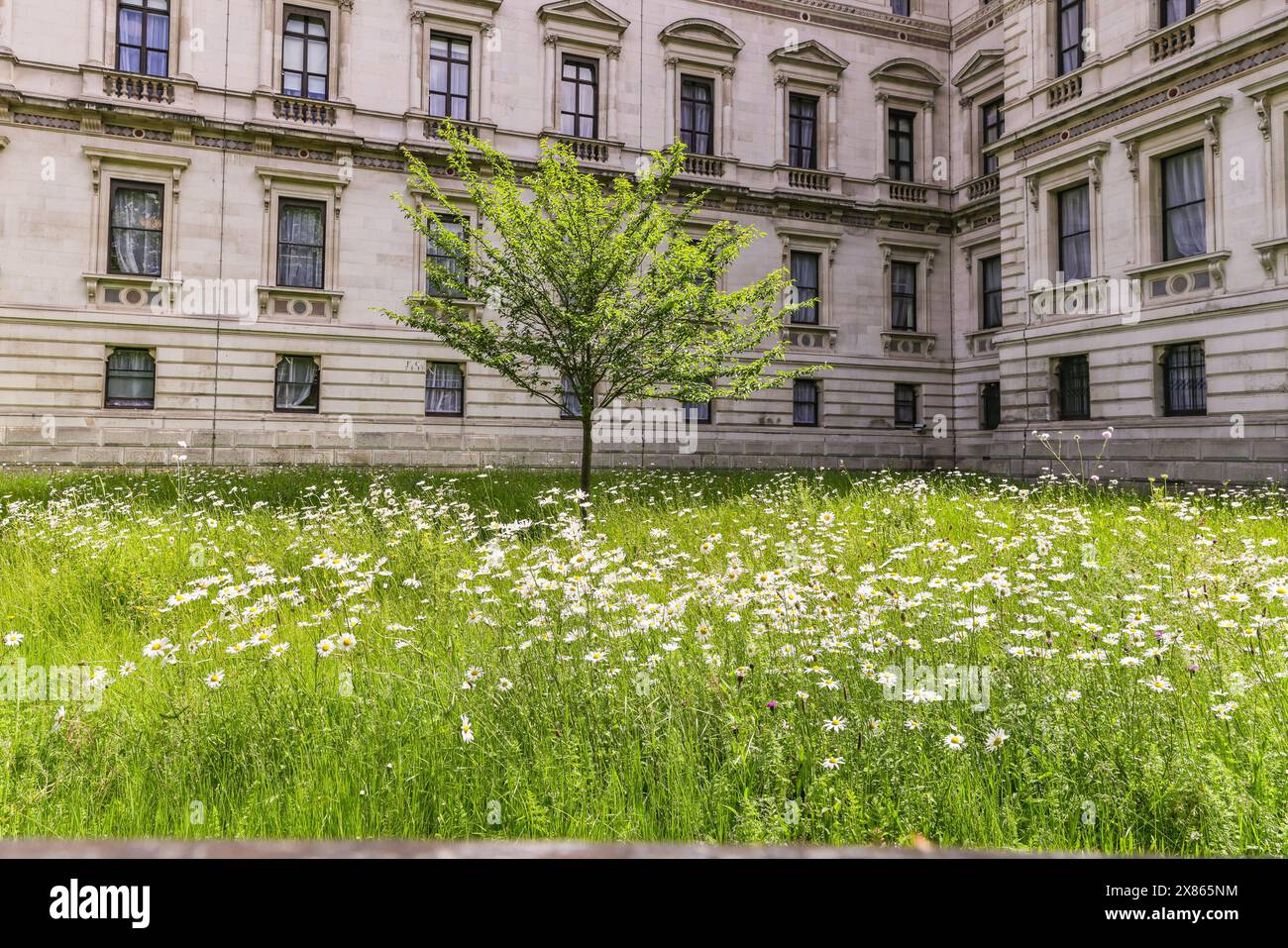 Londra, Regno Unito. 23 maggio 2024. I prati all'esterno del Foreign Office e del Tesoro di Westminster sono stati lasciati a crescere in un bellissimo prato di fiori selvatici per insetti e impollinatori da godersi nel tempo che oggi è parzialmente soleggiato. Molti giardinieri hanno lasciato la loro erba per crescere per "No Mow May" come parte di un tentativo di proteggere gli impollinatori e coltivare gli impollinatori nella prima stagione di fioritura. Crediti: Imageplotter/Alamy Live News Foto Stock