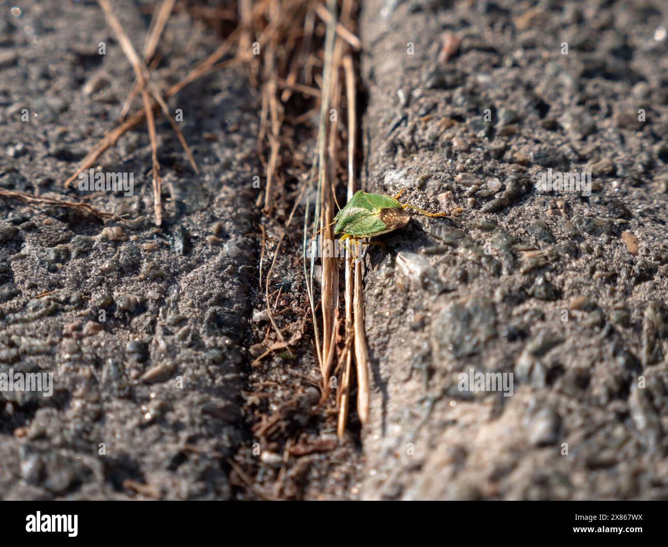 Cimice verde a scudo puzzolente (Palomena prasina) che sembra una foglia strisciare lungo una strada asfaltata. Foto Stock