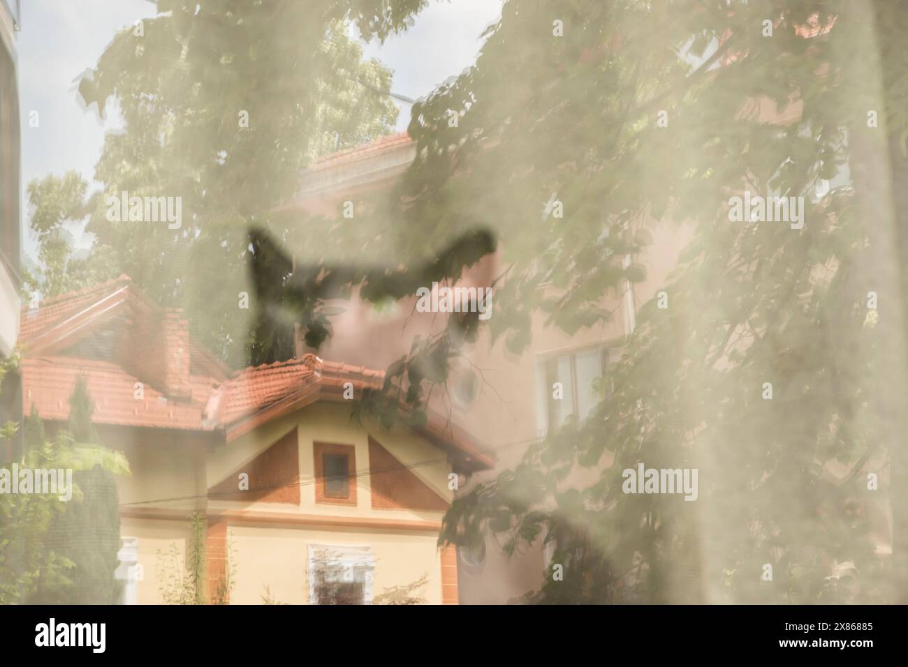 Silhouette di un gatto dietro il vetro della finestra con riflessi dalla strada Foto Stock