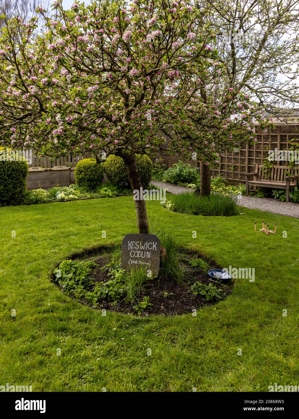 Seqason primaverile nel Wordsworth House Garden con fiori nell'albero di mele di Keswick Codlin, Cockermouth, Cumbria, Inghilterra, Gran Bretagna. Foto Stock