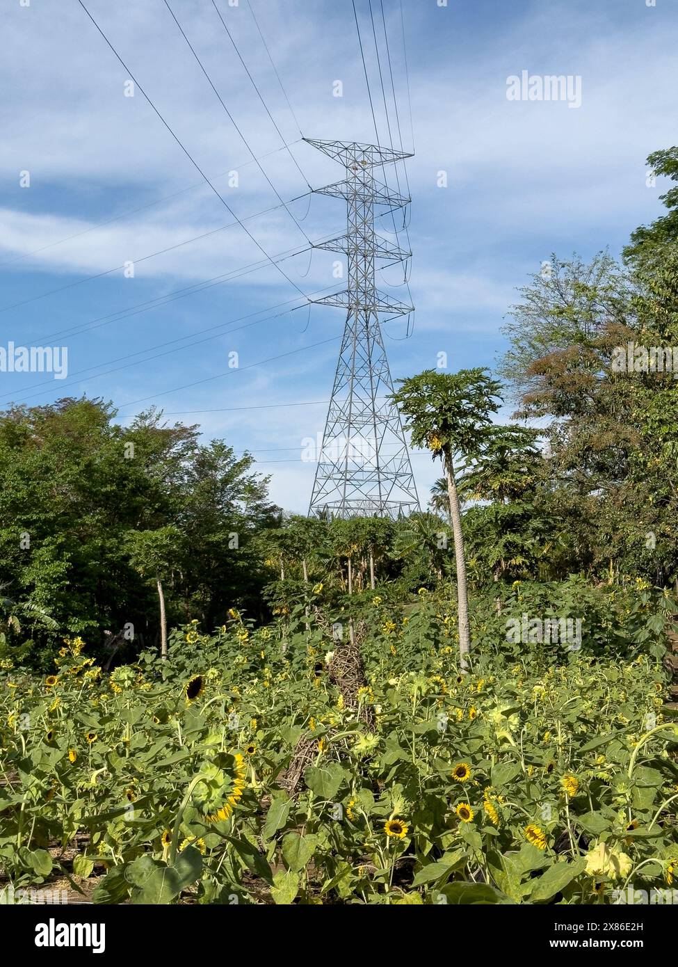 Torre elettrica in natura verde su sfondo blu cielo Foto Stock