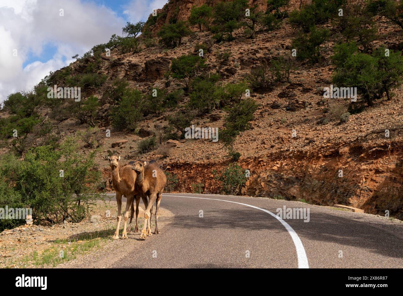 "Due dromedari cammelli che gironzolano lungo una strada nelle montagne dell'Atlante del Marocco meridionale" Foto Stock