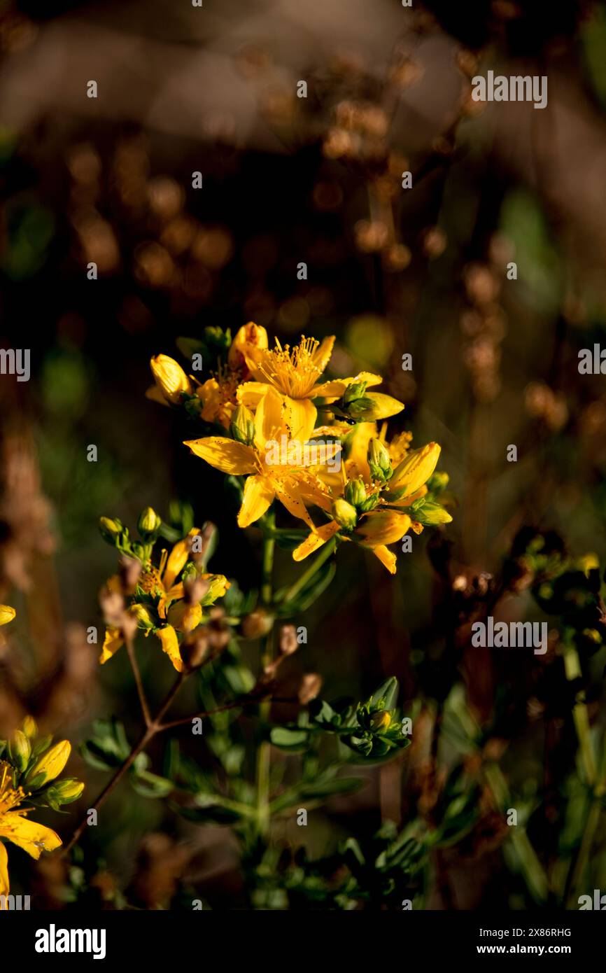 Flores en el campo Foto Stock