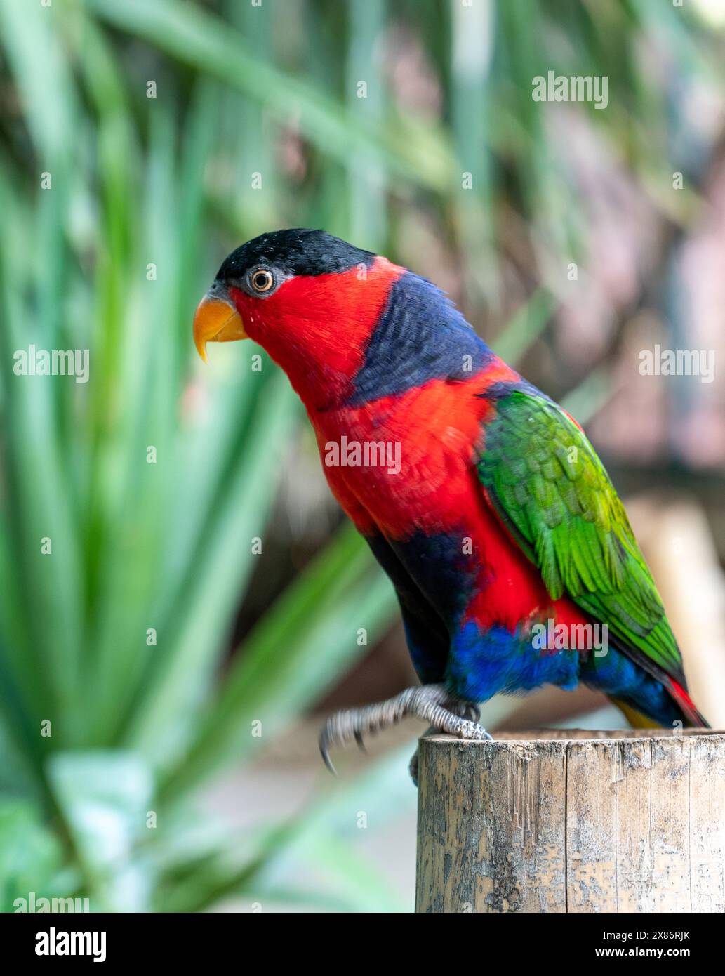 Pappagallo lorikeet multicolore allo zoo biblico di Gerusalemme in Israele. Foto di alta qualità Foto Stock