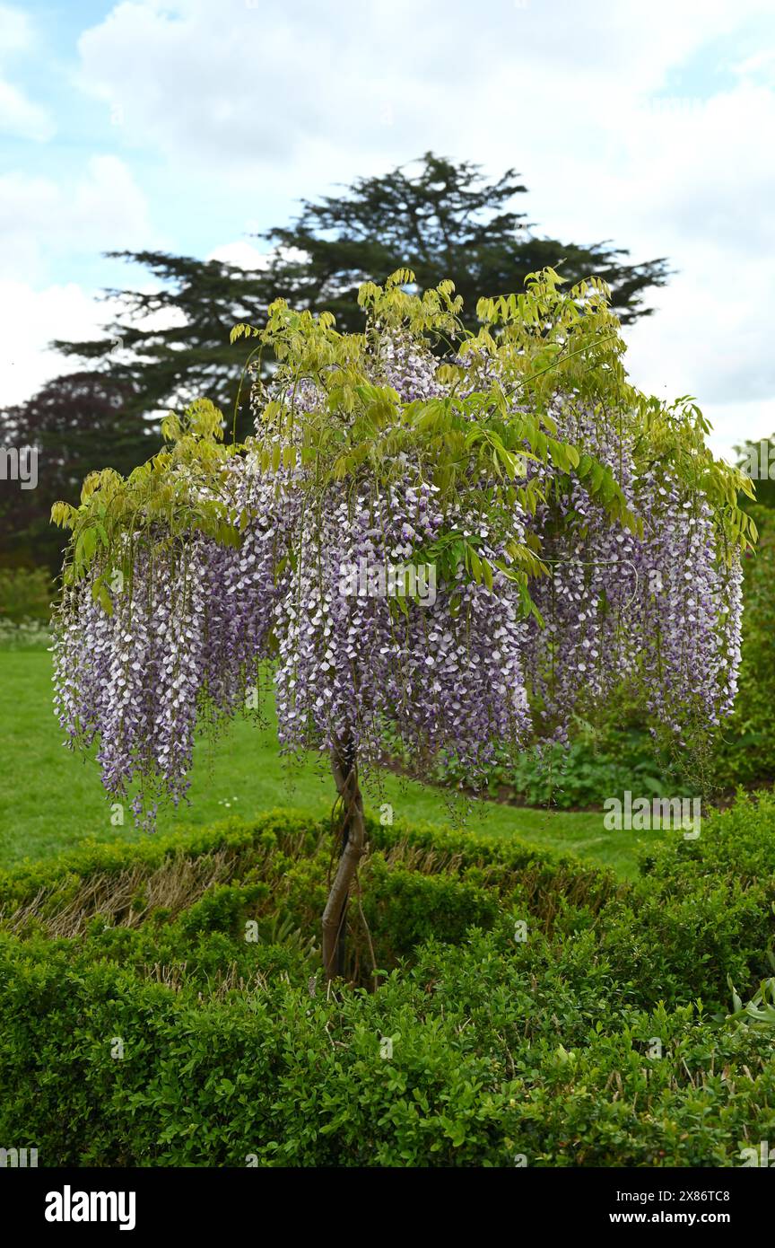 Il pendente viola fiorisce su un normale albero di glicine al Basildon Park May Foto Stock
