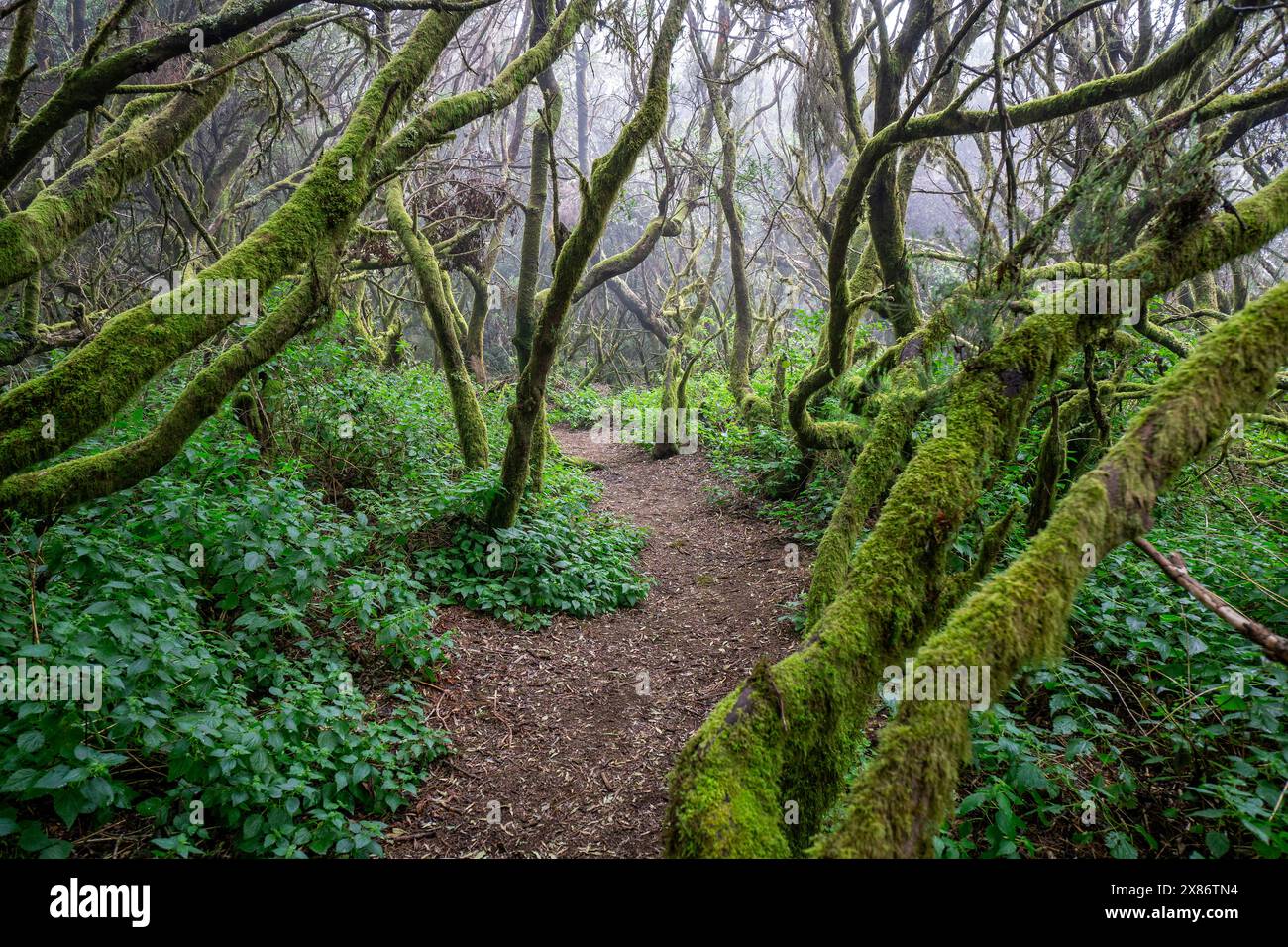 Foresta di allori con sentiero escursionistico Sendero de la Llania sull'isola Canaria di El Hierro Foto Stock