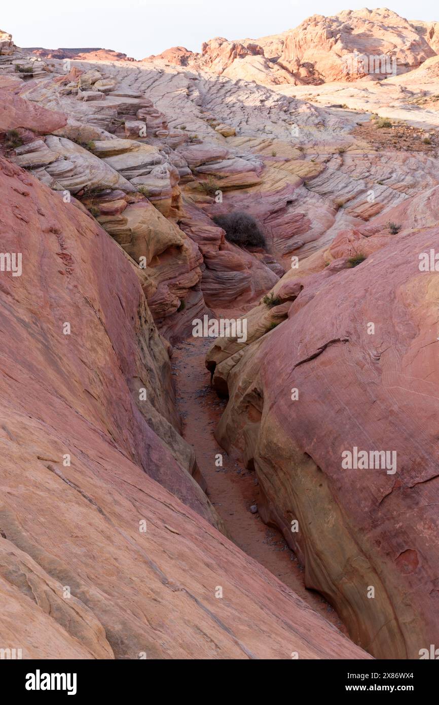 Affacciato sulle strette pareti rosa pastello della slot del Pink Canyon - Valley of Fire State Park, Nevada, USA Foto Stock