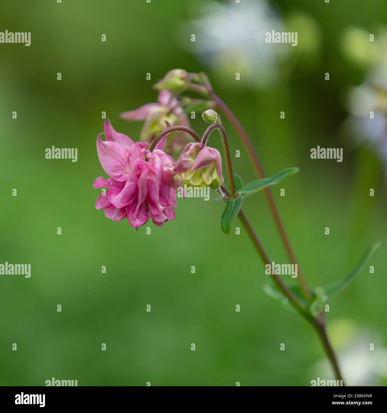 Aquilegia vulgaris "Dorothy Rose". Una doppia aquilegia rosa. Noto anche come Crows Foot e Grannys Bonnet. Foto Stock