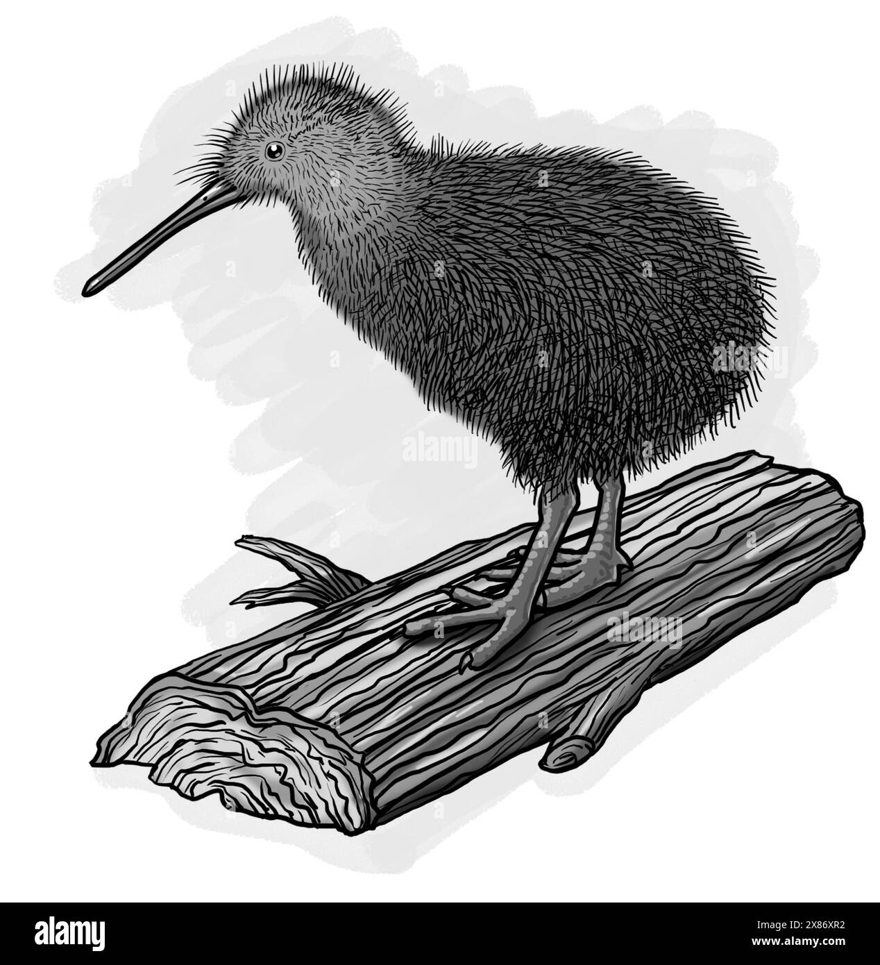 Scala di grigi, arte dell'uccello senza volo della nuova Zelanda, kiwi (Apteryx australis), una delle specie endemiche e in via di estinzione dell'isola Order Apterygiformes Foto Stock