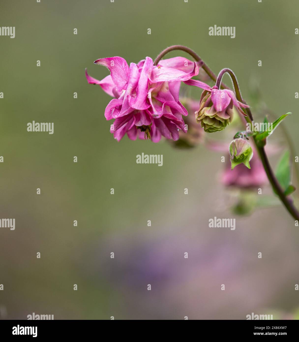 Aquilegia vulgaris "Dorothy Rose". Una doppia aquilegia rosa. Noto anche come Crows Foot e Grannys Bonnet. Foto Stock