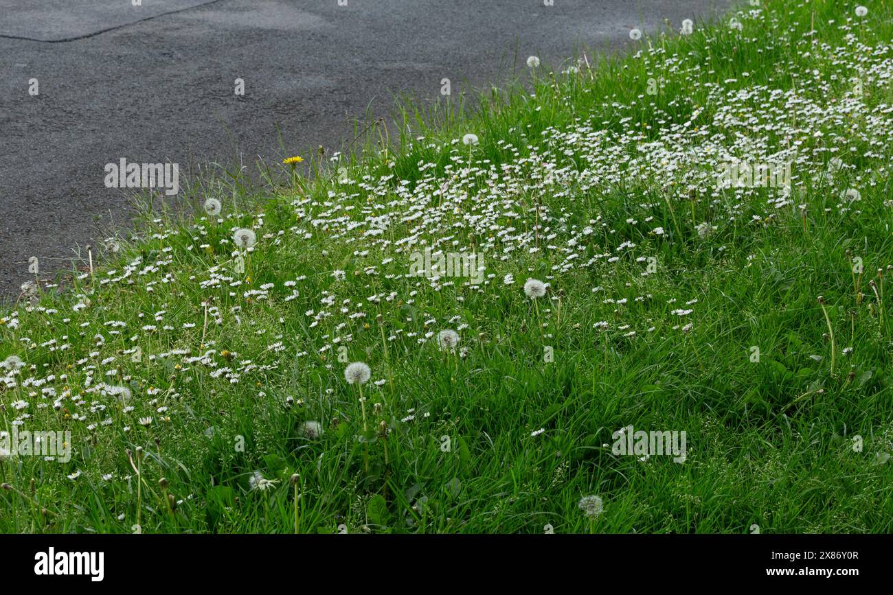 Margherite e leoni che crescono in un'erba. L'erba è stata lasciata crescere nell'ambito del programma "No Mow May” per incoraggiare gli impollinatori. Foto Stock