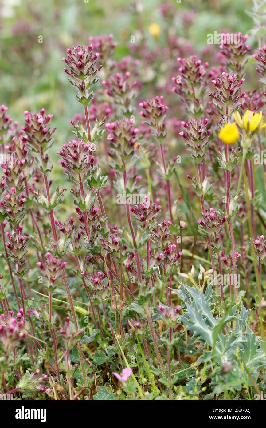 Breitblättriges Teerkraut, Breitblättrige Parentucellie, Breitblättrige Bartsie, Parentucellia latifolia, LaGuardia latifolia, bartsia rossa, tarwee rossa Foto Stock