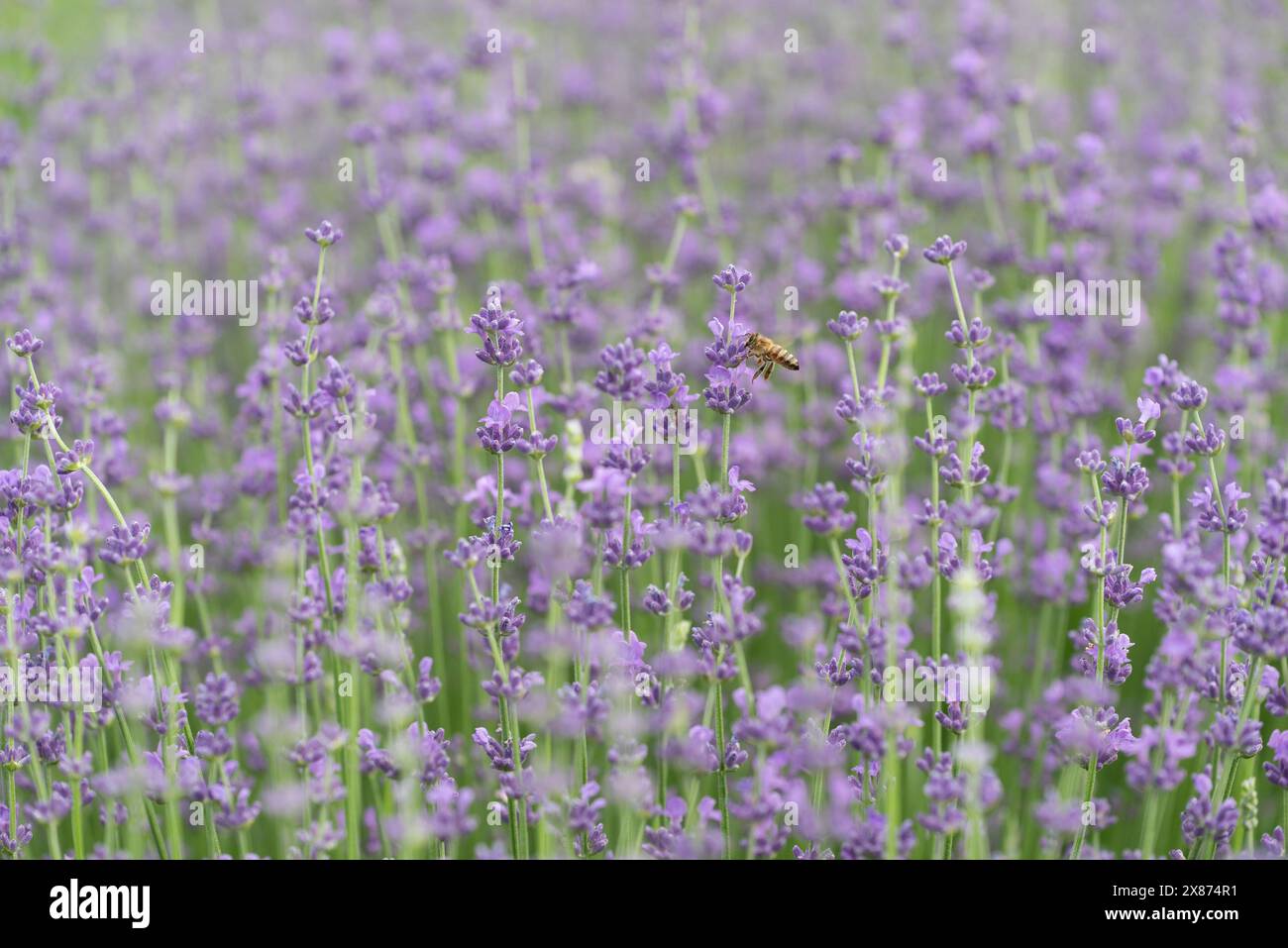 Anfittissimo Bee che raccoglie Nectar da Lavender Blossoms Foto Stock